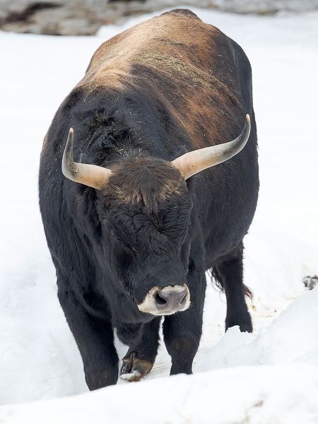 Heck Cattle -an attempt to breed back the extinct Aurochs from domestic cattle Germany-Bavaria